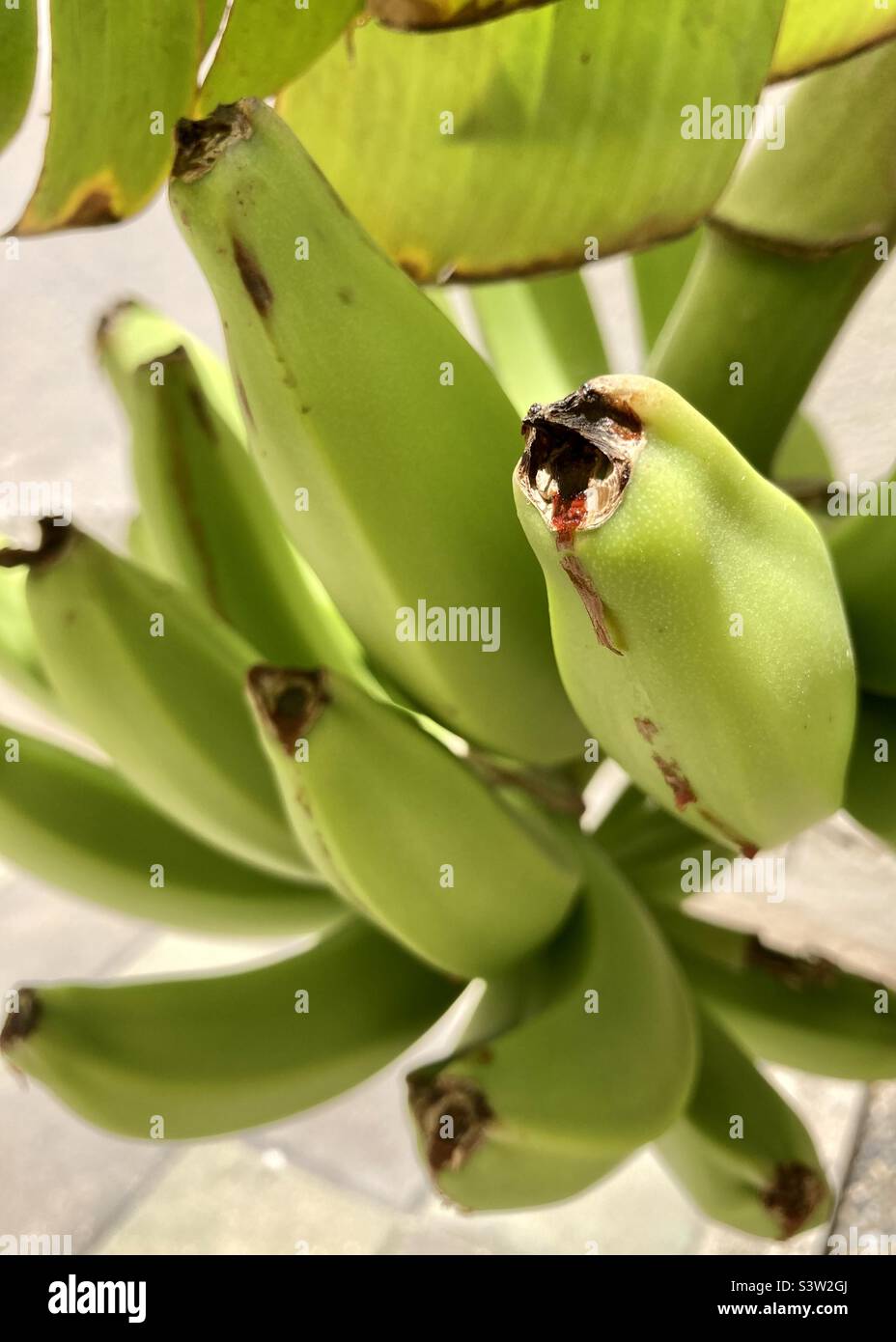 Bananas growing in Costa Teguise, Lanzarote, Canary Islands Stock Photo