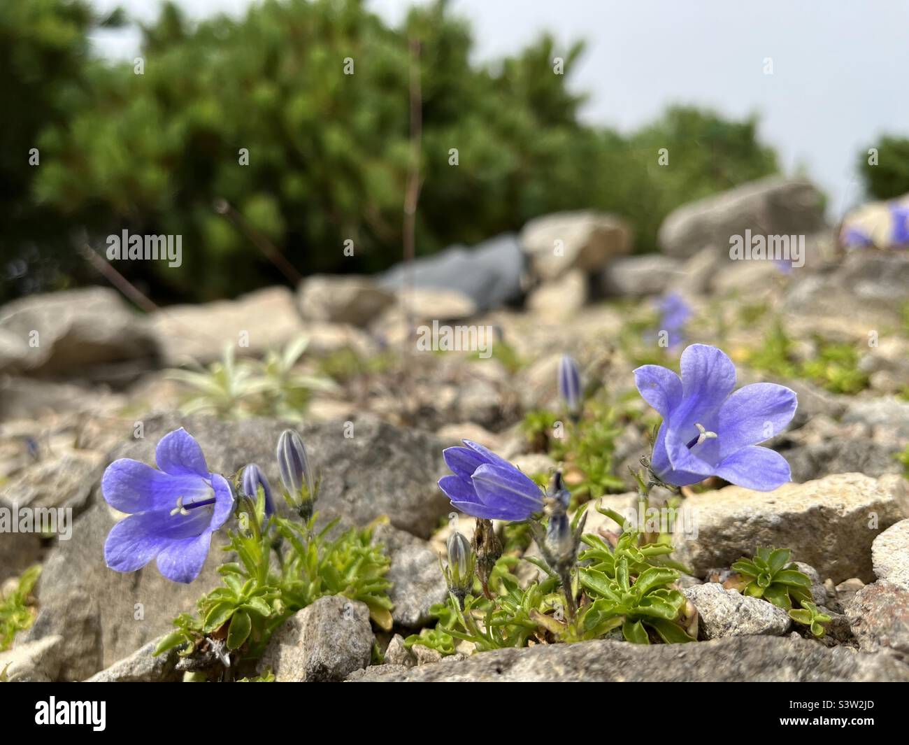 Small blue campanula flowers in bloom - Smartphone Captured Stock Image