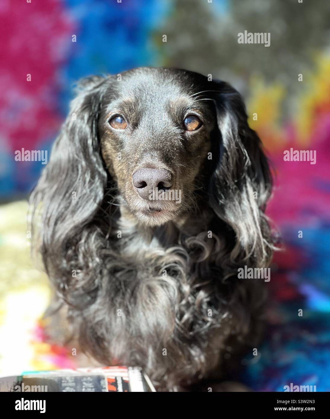 Longhaired dachshund with tie dye background Stock Photo