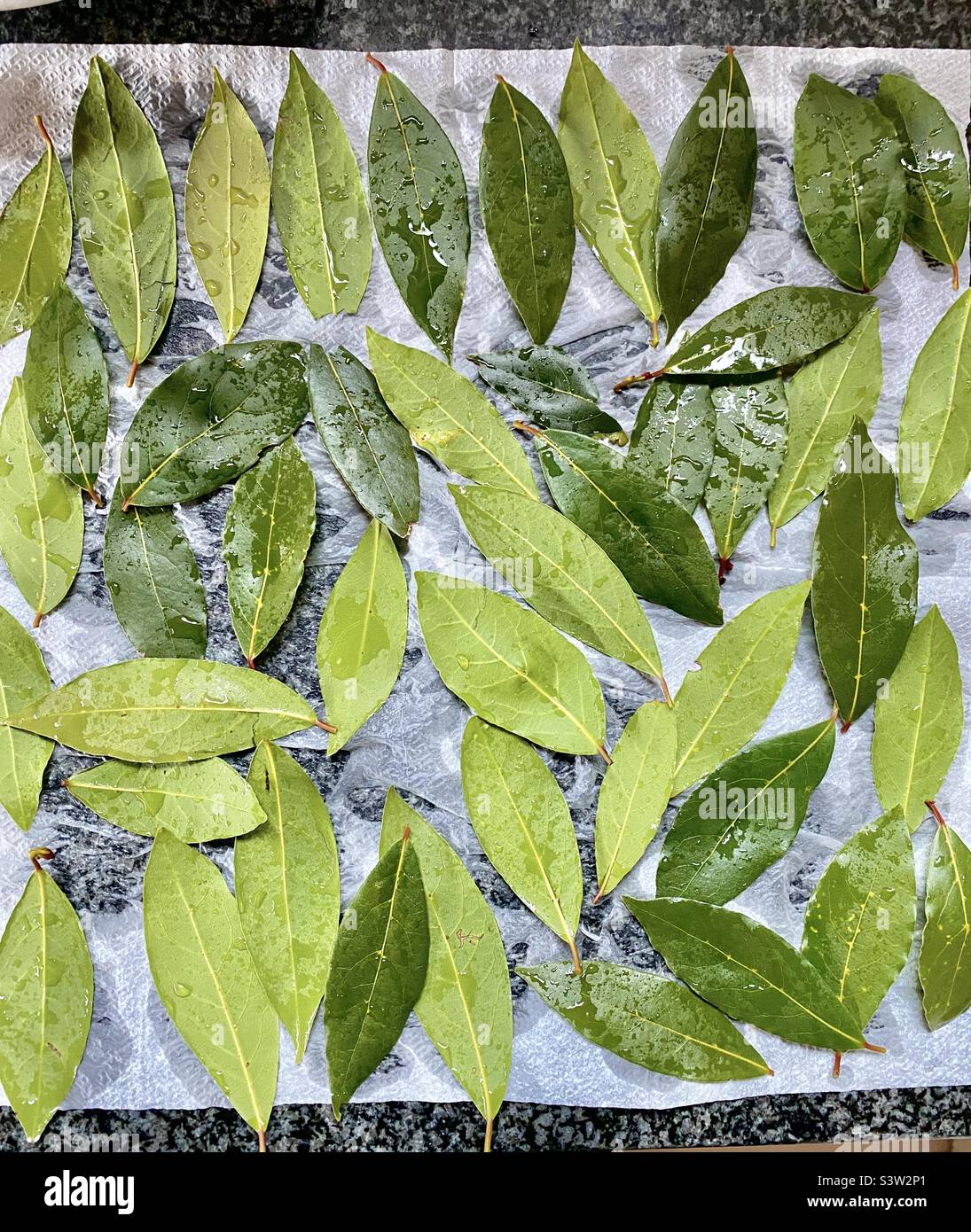 Bay Leaf Drying Stock Photo Alamy