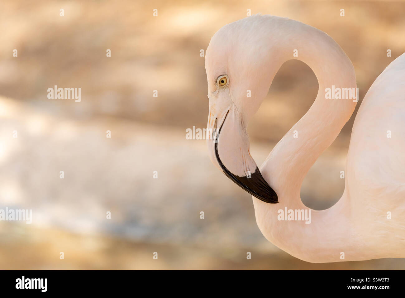 Great flamingo portrait Stock Photo