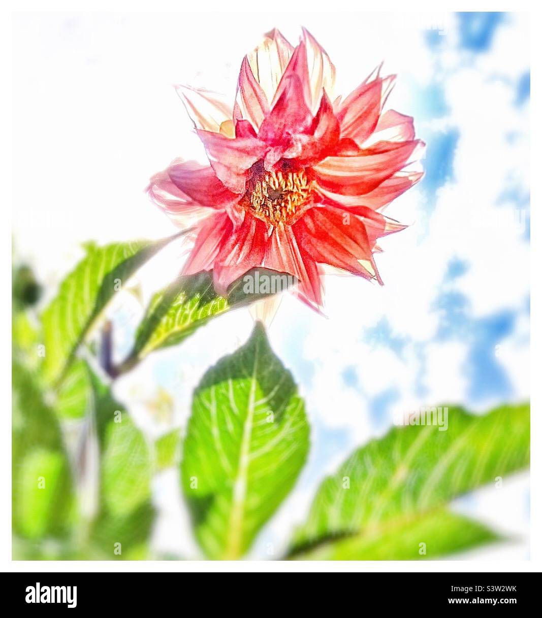 Dahlia flower Stock Photo