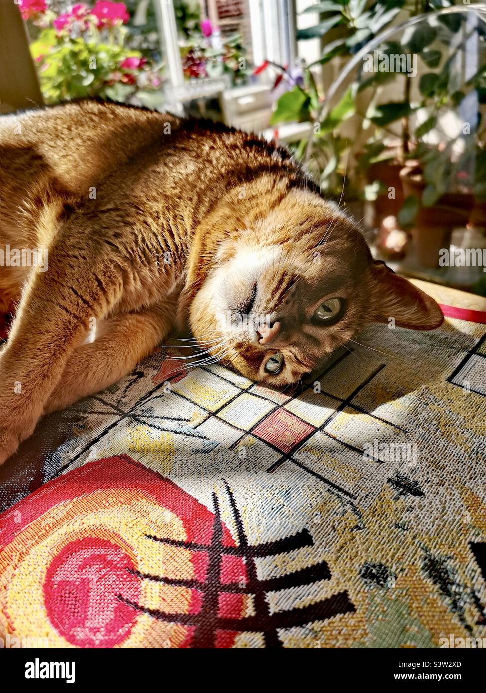 Abyssinian cat lying on table Stock Photo