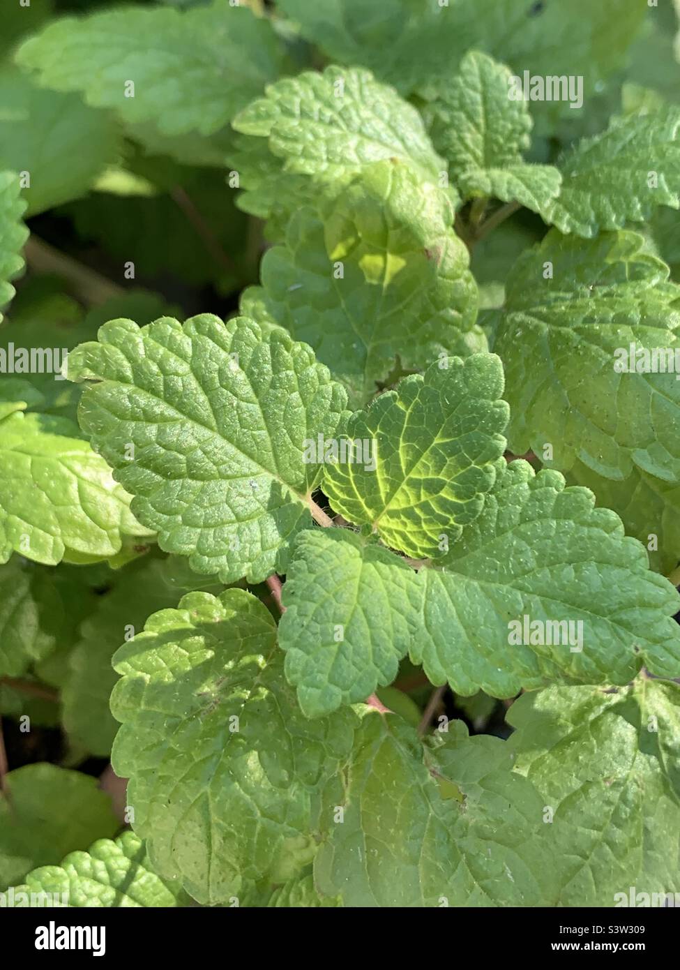 Close-up of mint plant in sunlight - Smartphone Captured Stock Image
