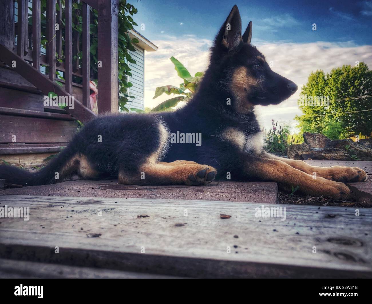 German Shepard puppy at low alert Stock Photo