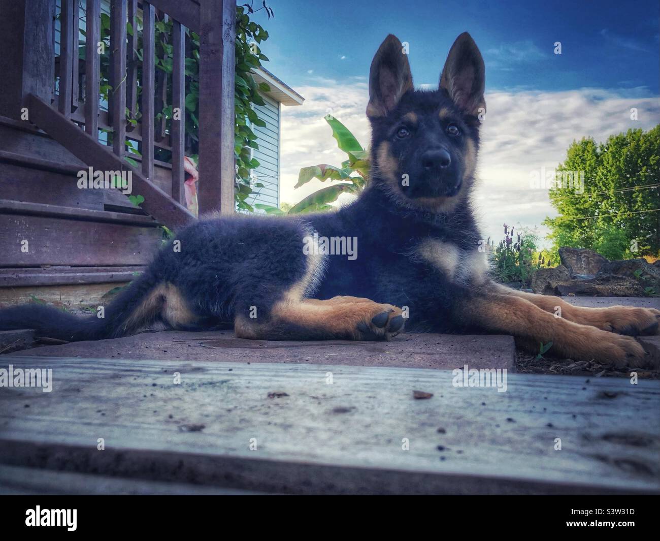 Attentive German Shepherd puppy out in the summer air Stock Photo