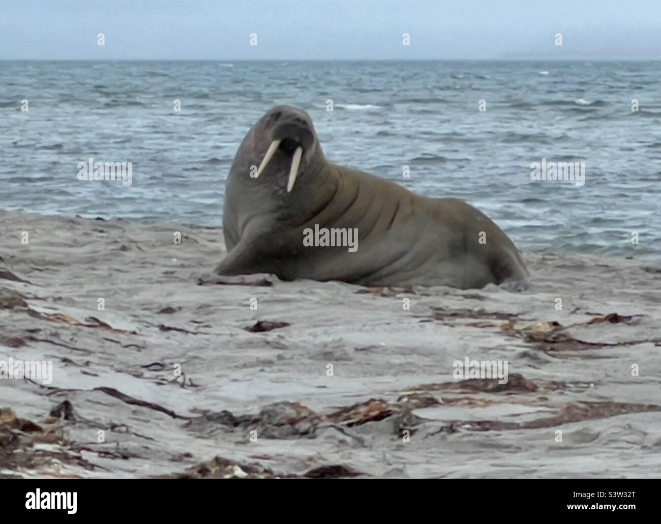 A walrus comes ashore on an island in Spitsbergen, Norway with large tusks and a smile - Smartphone Captured Stock Image