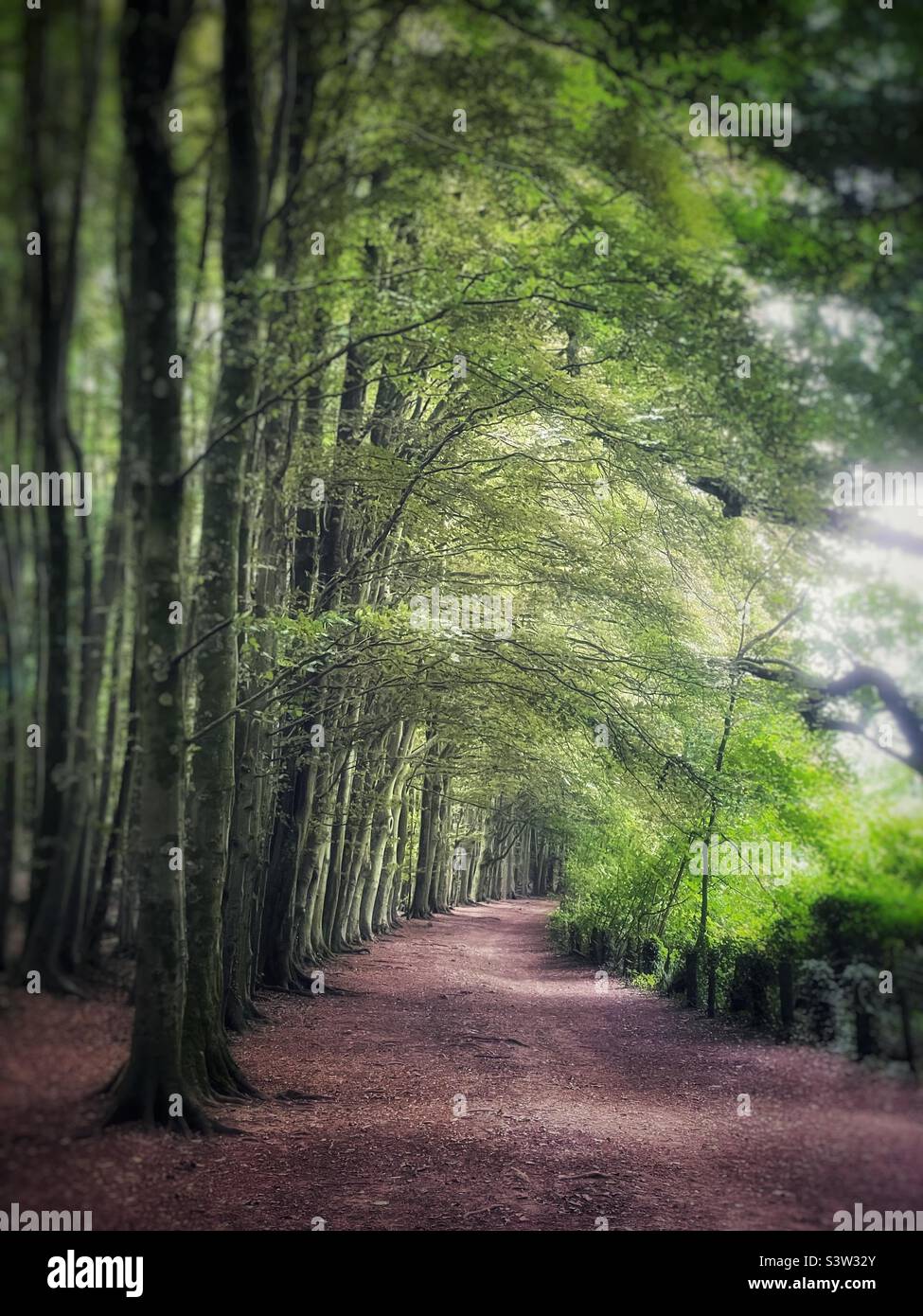 A woodland walk through the trees. Stock Photo