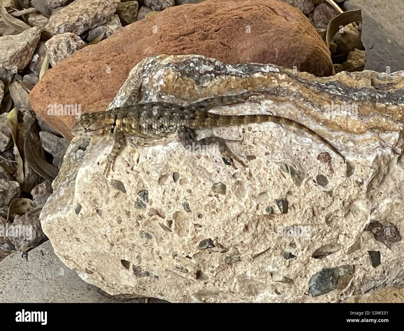 Ugg- I shouldn’t have eaten that last bug… young collared lizard with full tummy resting on favorite rock- travertine- Mexican Onyx from Mayer AZ Stock Photo