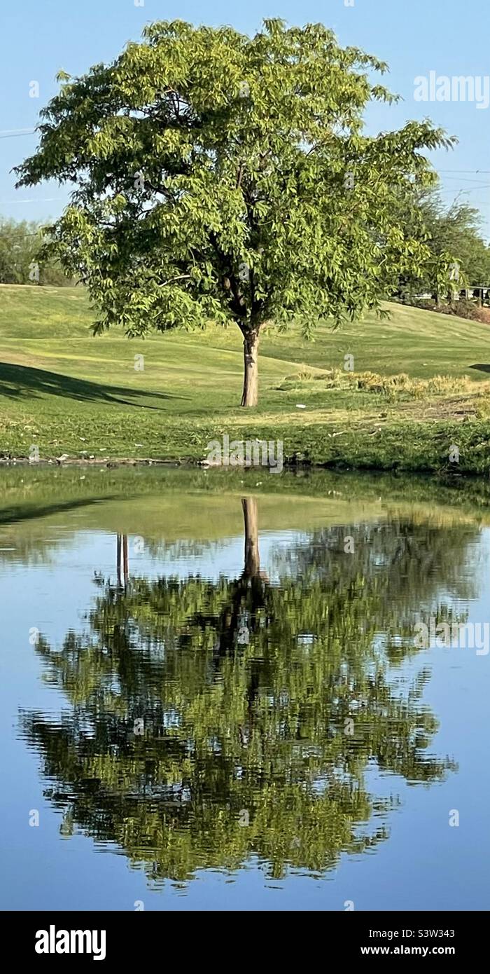 Mirror image reflection of Tipuana Tipu rosewood tree in pond , Scottsdale AZ Stock Photo