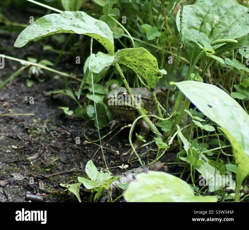 A bullfrog blending in with its environment. Stock Photo