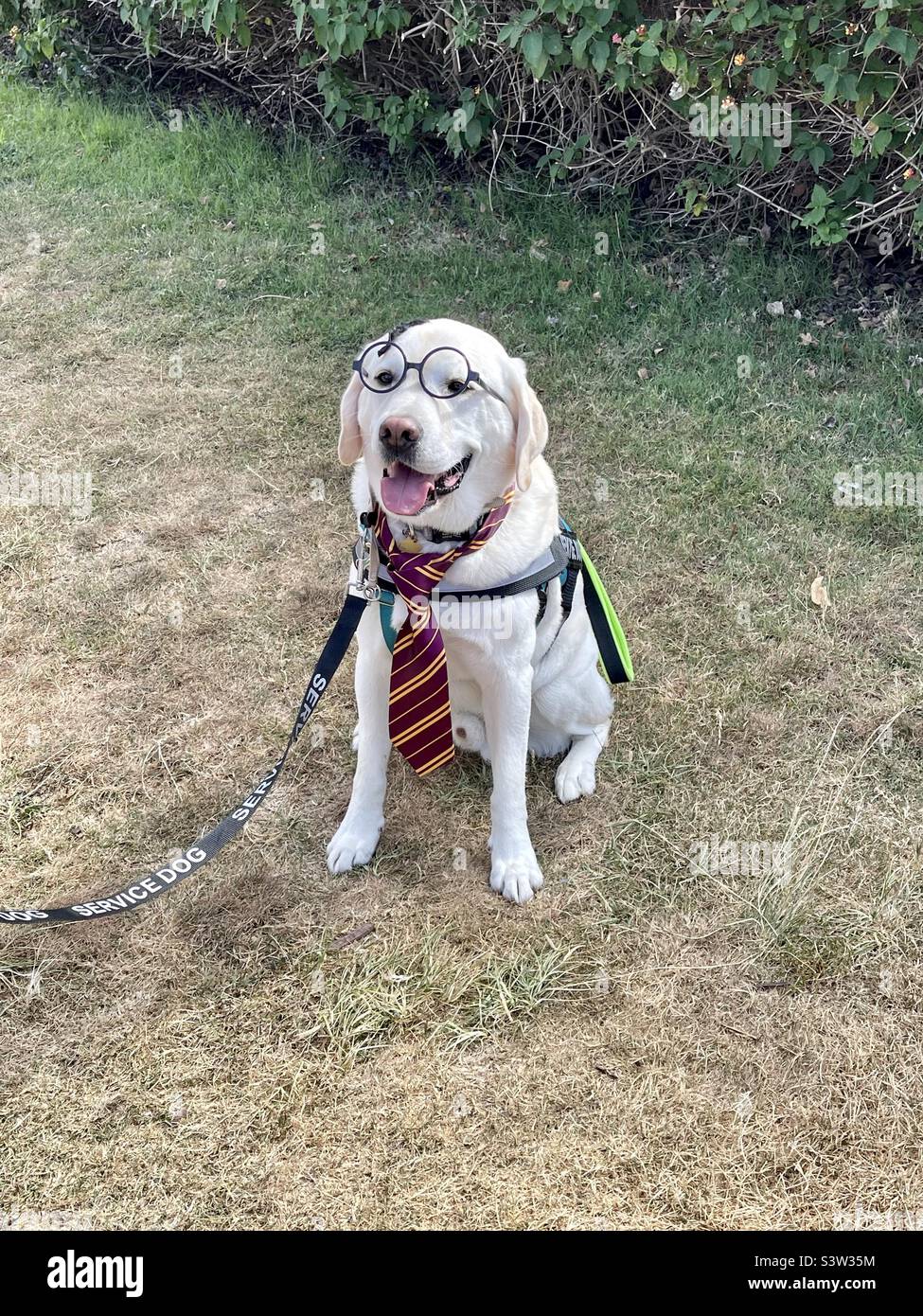 A Labrador Retriever named Grom poses in a Harry Potter costume in San Diego, California during Comic Con convention day 3 on July 23,2022. - Smartphone Captured Stock Image