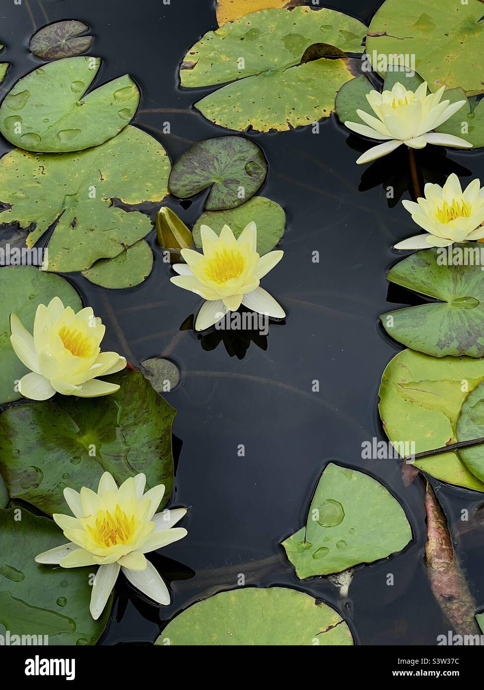 Yellow Water Lillies on Indiana Pond Stock Photo Alamy