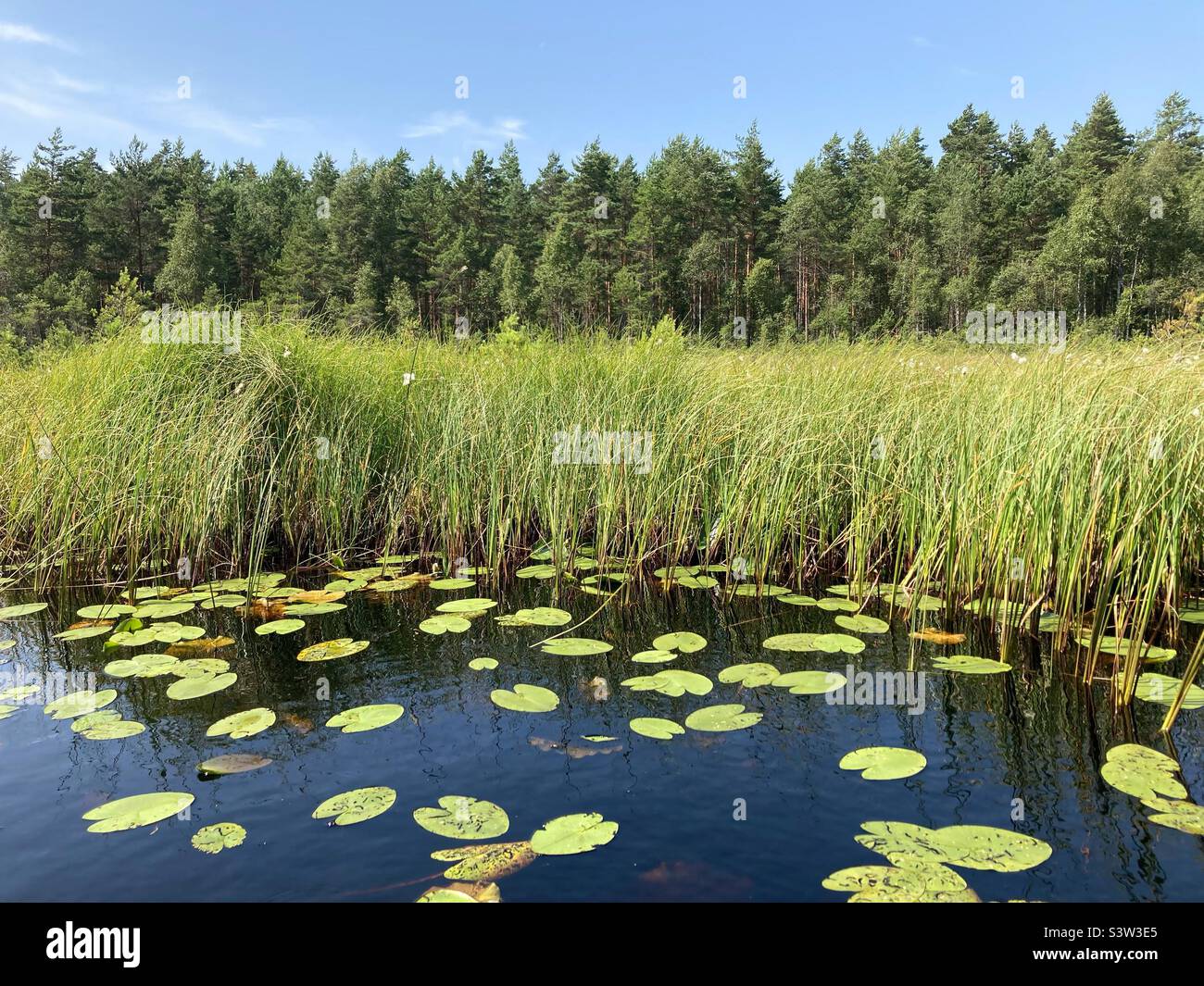 Swedish landscape in Smaland during Summer: reedgrass,, Water lillies, Trees Stock Photo