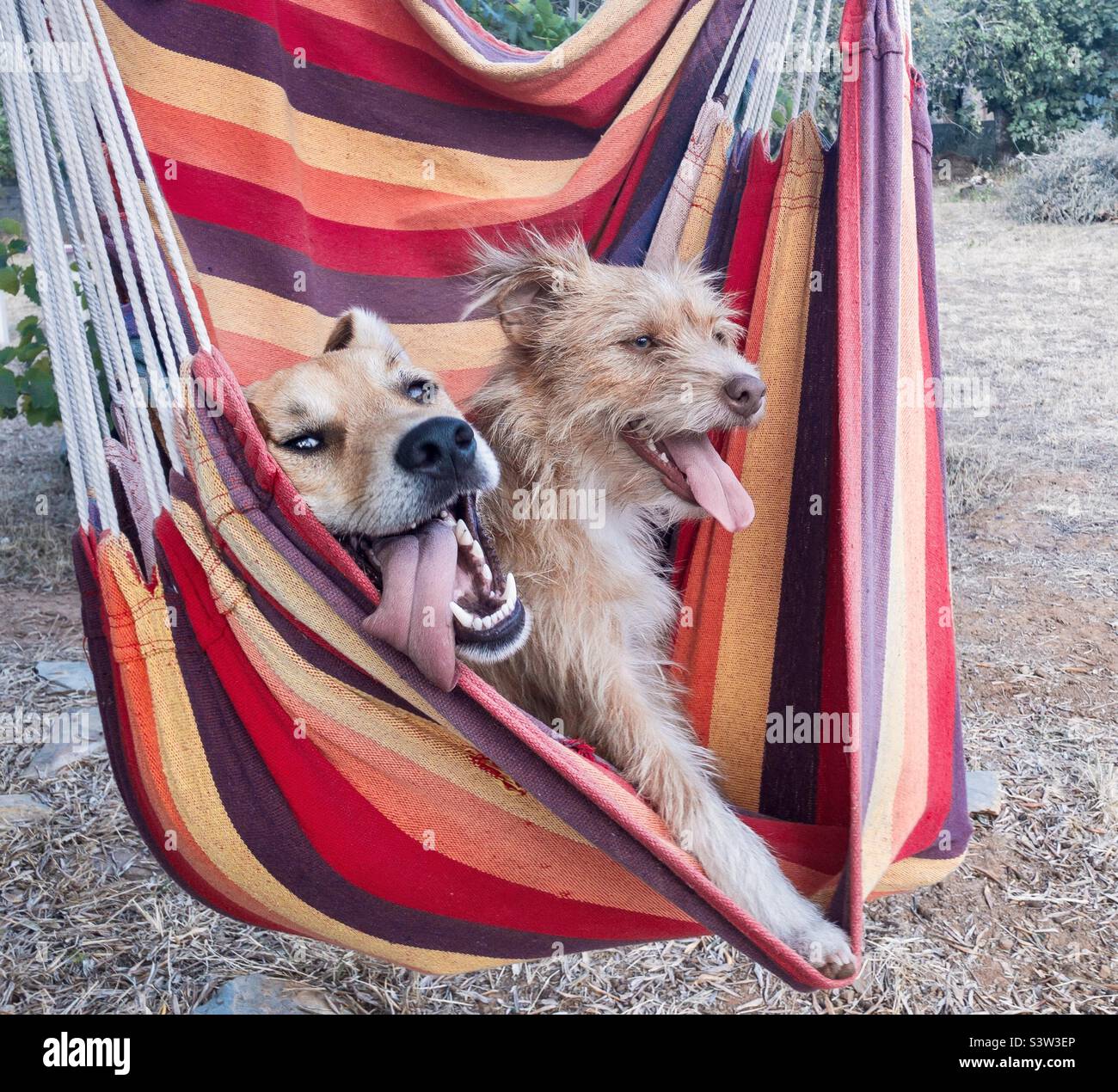 2 dogs in a stripy, colourful hammock - Smartphone Captured Stock Image