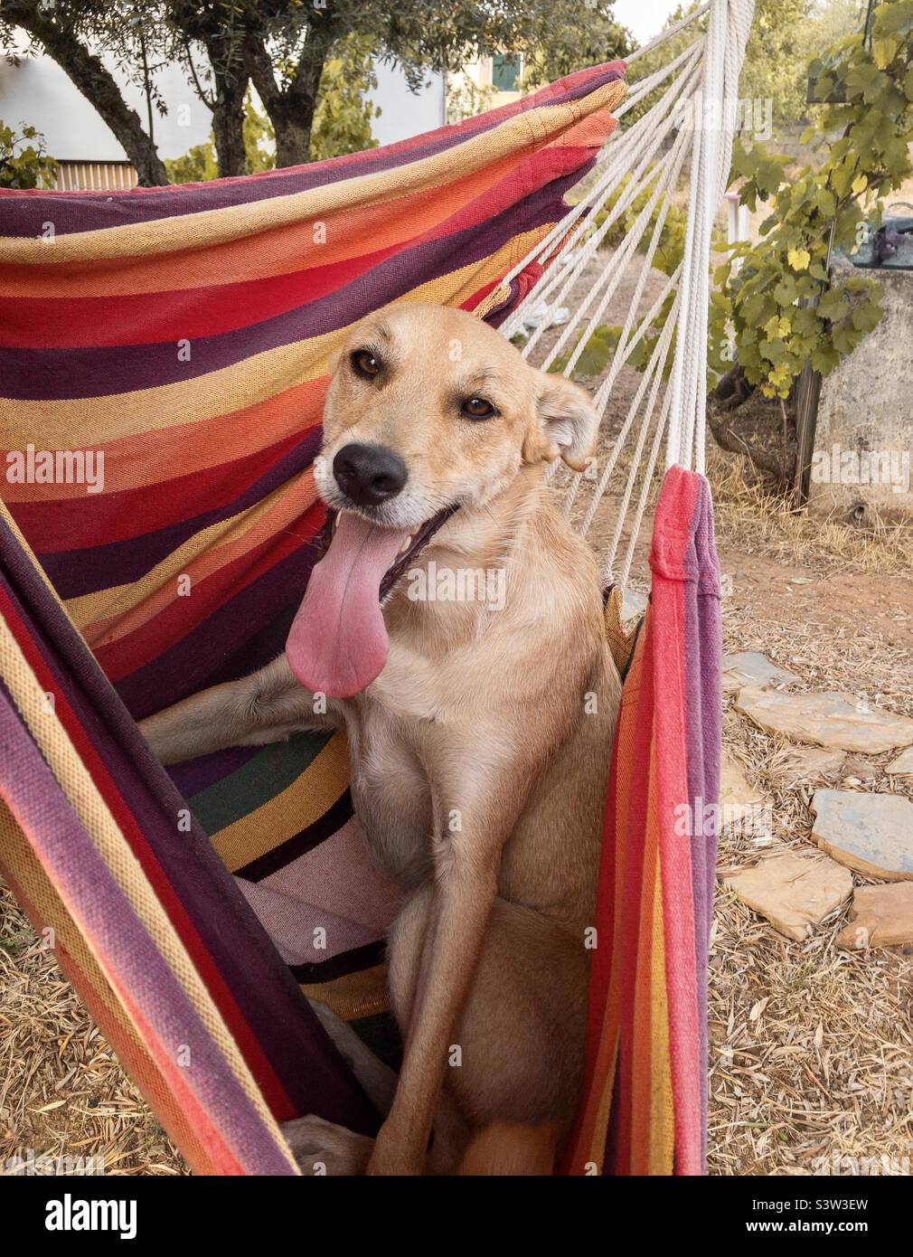 A dog sits happily in a garden hammock Stock Photo - Alamy