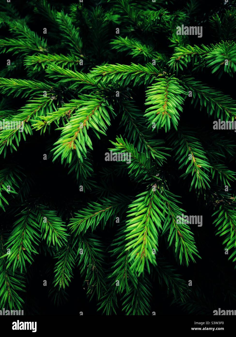Full frame nature background in a close-up of the lush green leaves and fronds of a Nordic spruce or fir tree with coffee space Stock Photo