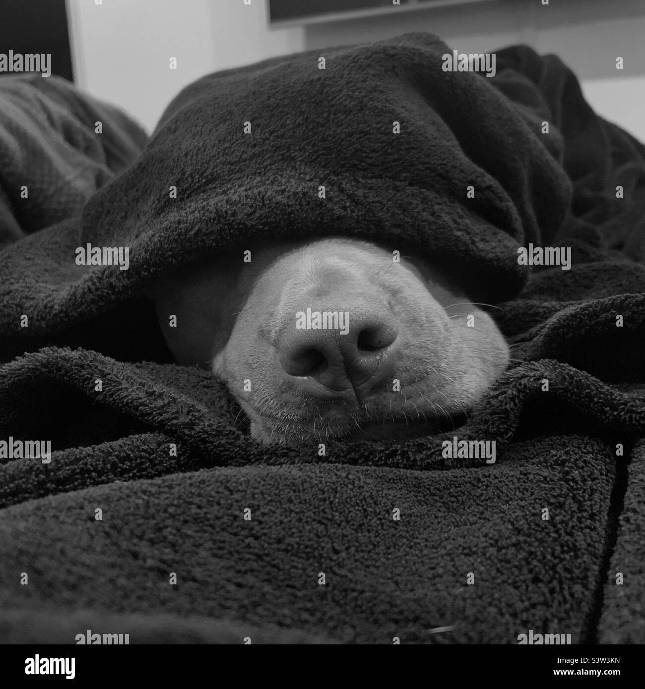 Dog’s Nose Poking out of Blanket Stock Photo