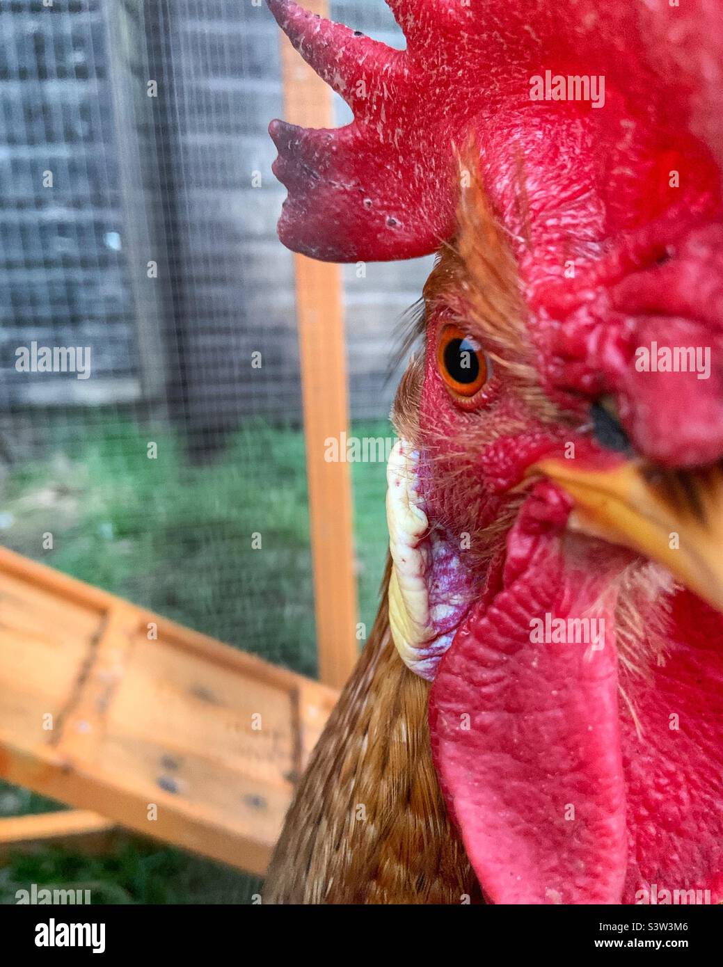 Cockerel close-up - Smartphone Captured Stock Image