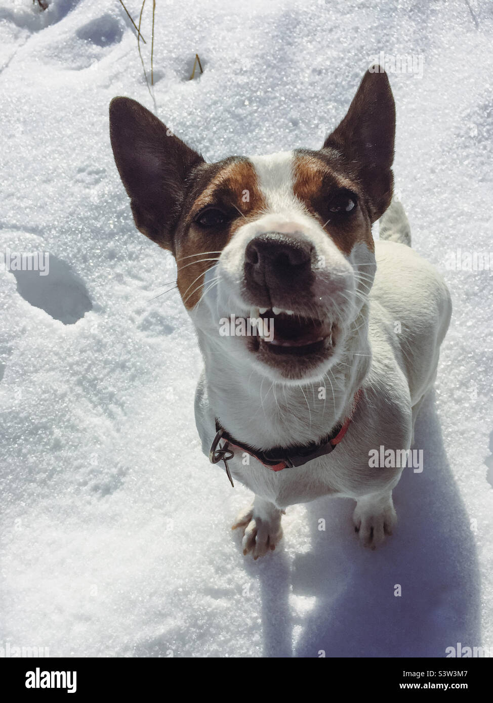 High angle view of a Jack Russell Terrier dog sitting on crunchy frozen snow and looking up at the camera while making a funny face - Smartphone Captured Stock Image