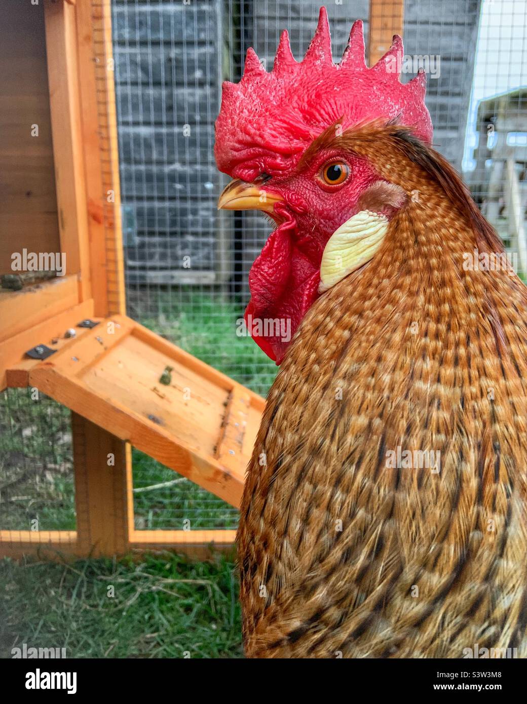 Cockerel Side Profile - Smartphone Captured Stock Image