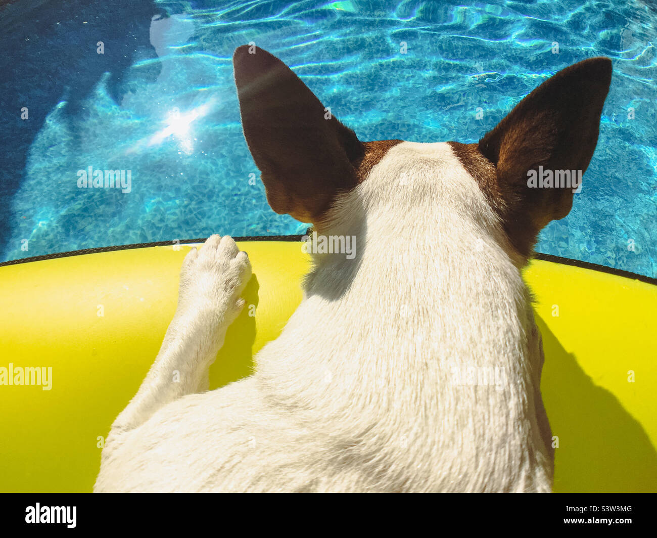 Close up of dog photographed from behind as she’s relaxing poolside on a hot sunny day. - Smartphone Captured Stock Image