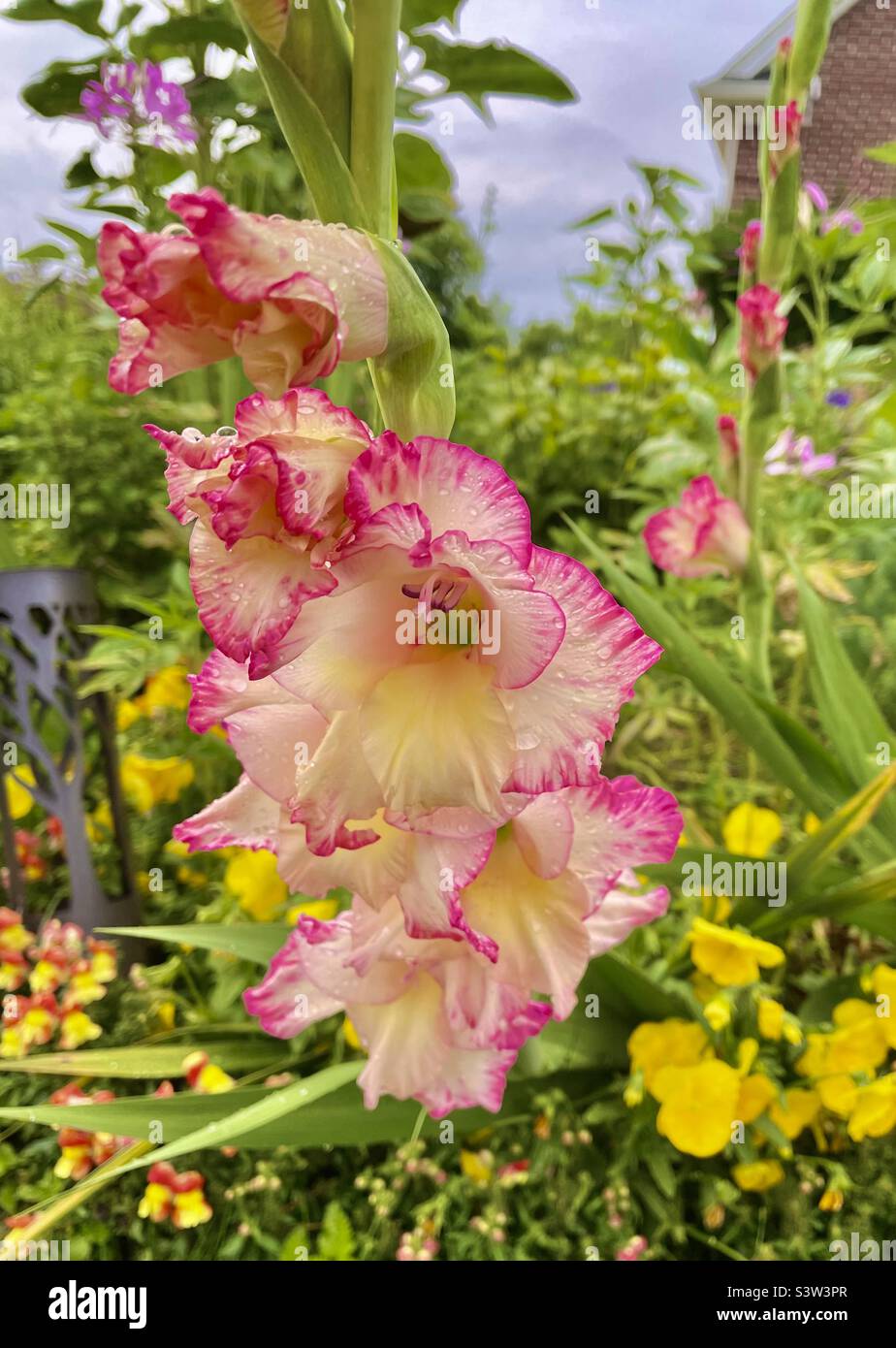 Pink and white gladiolus Stock Photo - Alamy