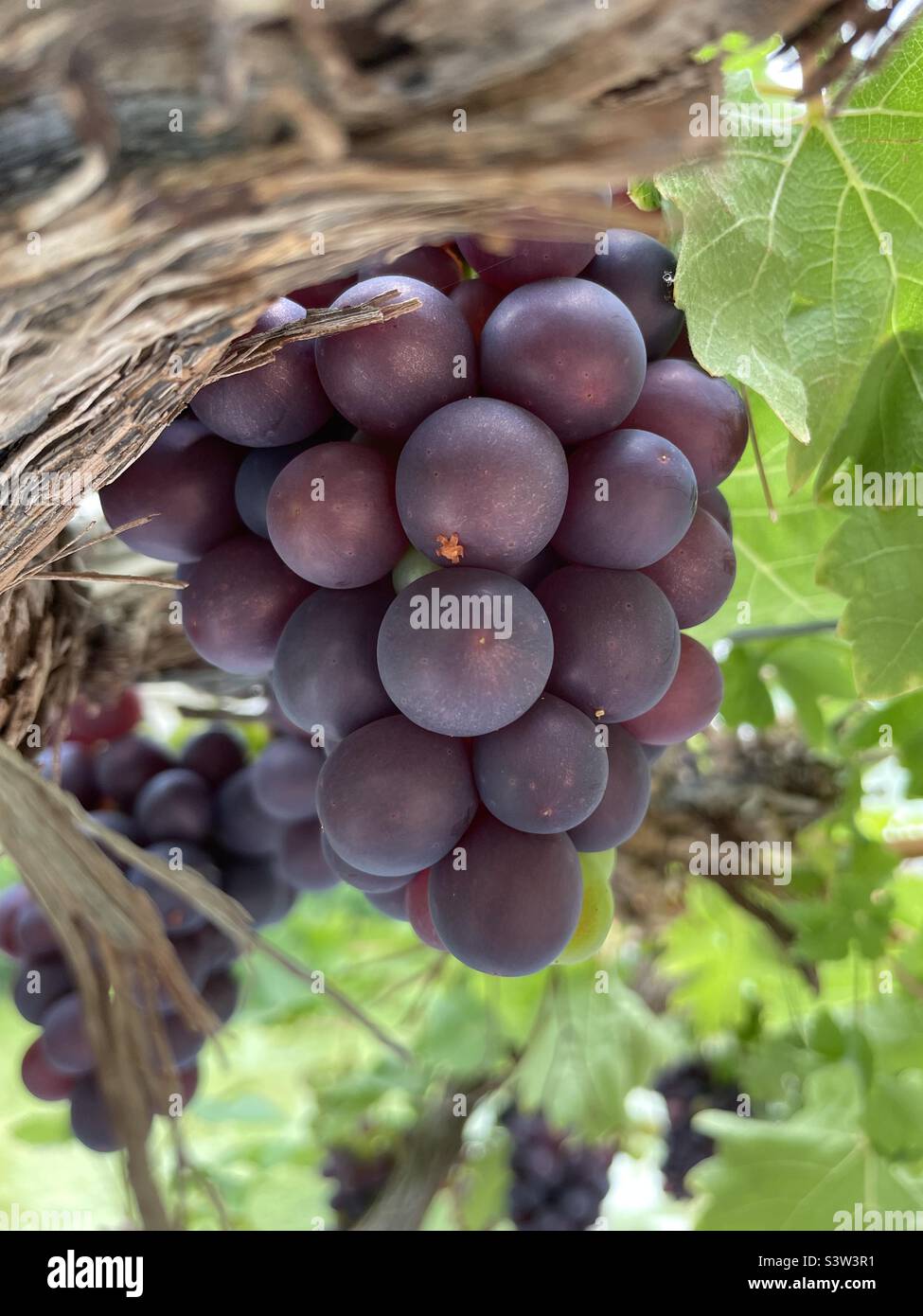Indoor grapes vine Stock Photo Alamy