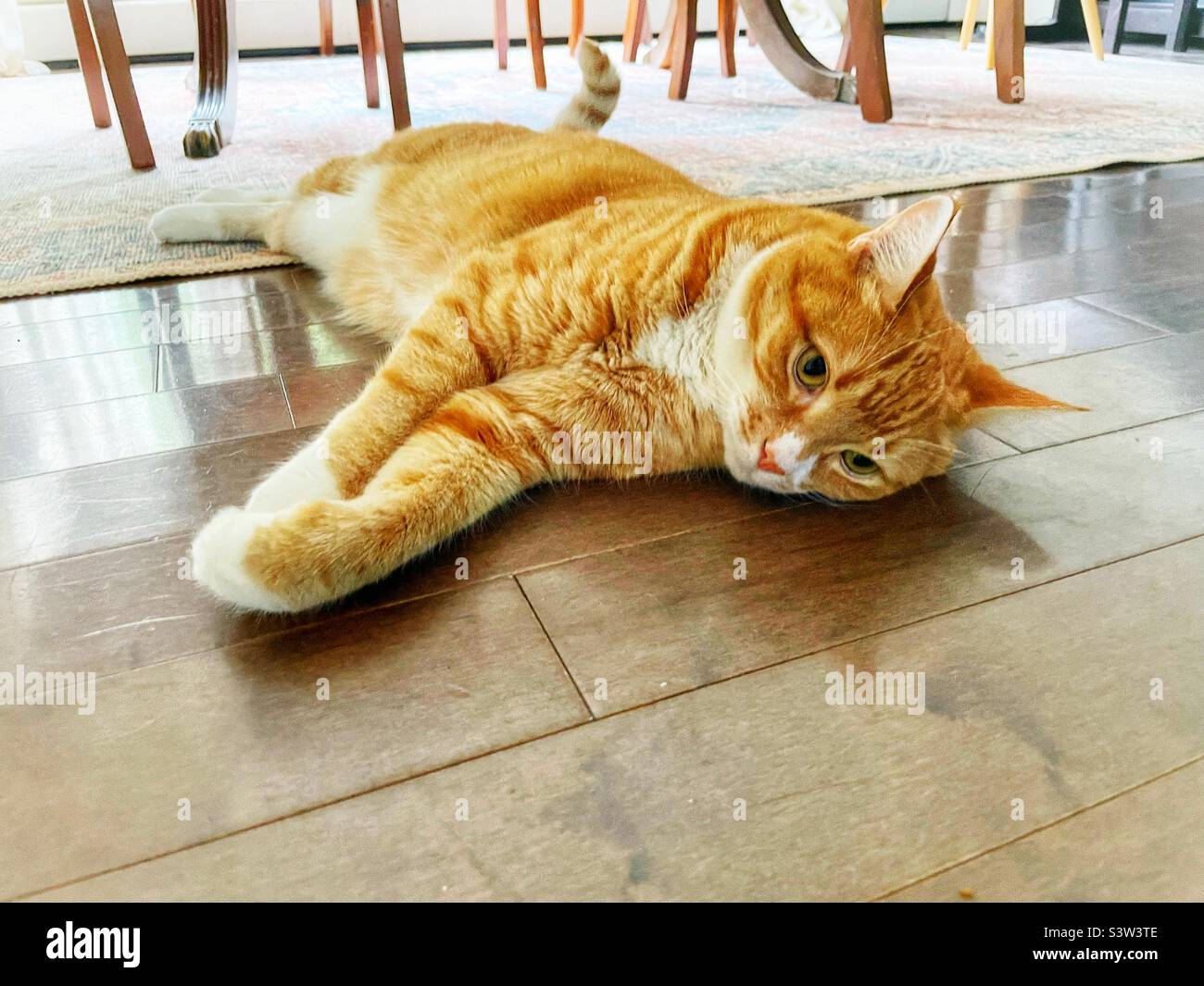 Orange tabby cat relaxing on the floor. Stock Photo