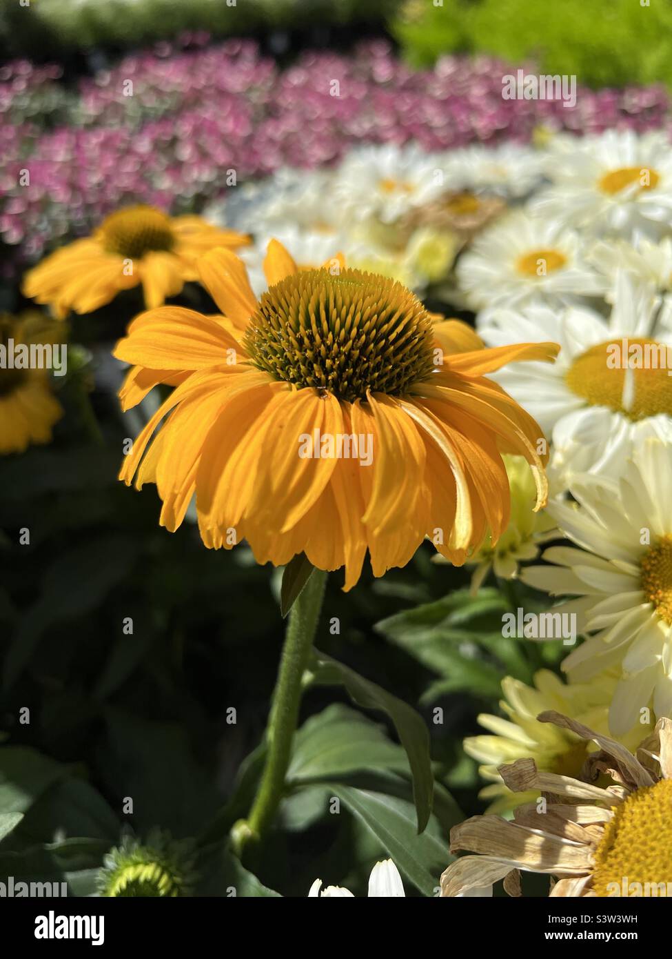 flower Sunflower phosphor Stock Photo Alamy