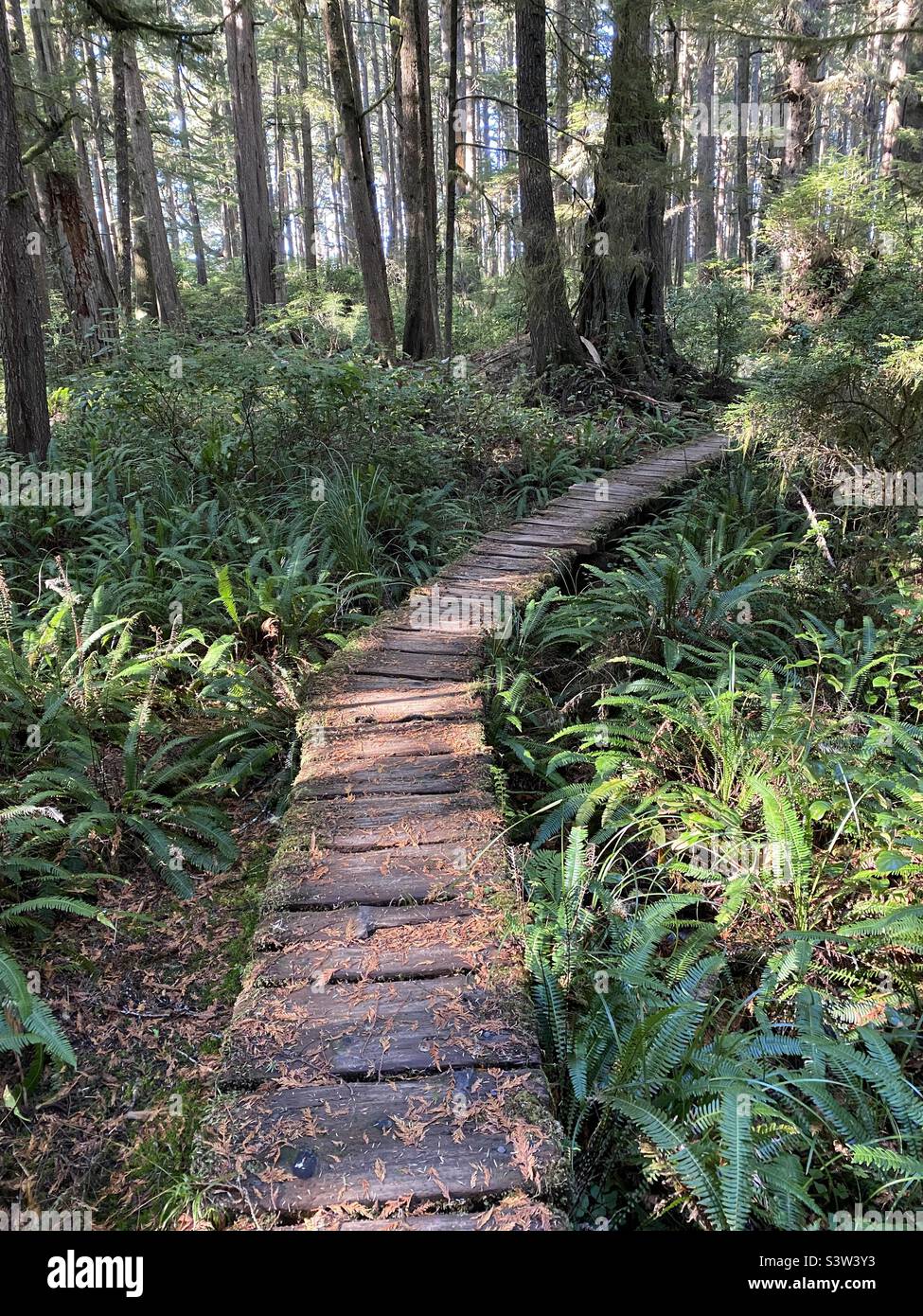 Lake 2025 ozette trail