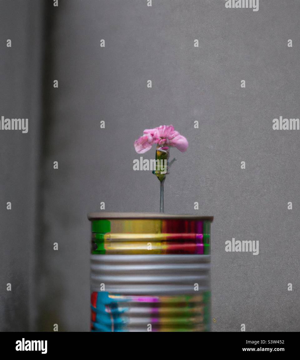 Lone flower in colourful tin on grey wall background - Smartphone Captured Stock Image