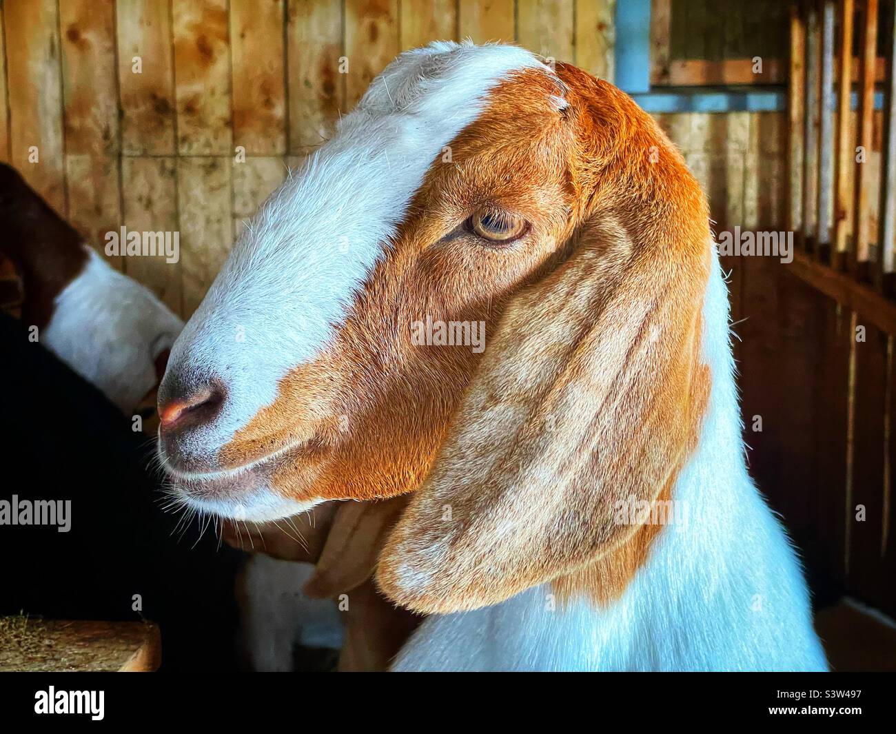 Adult Boer goat in the barn. - Smartphone Captured Stock Image