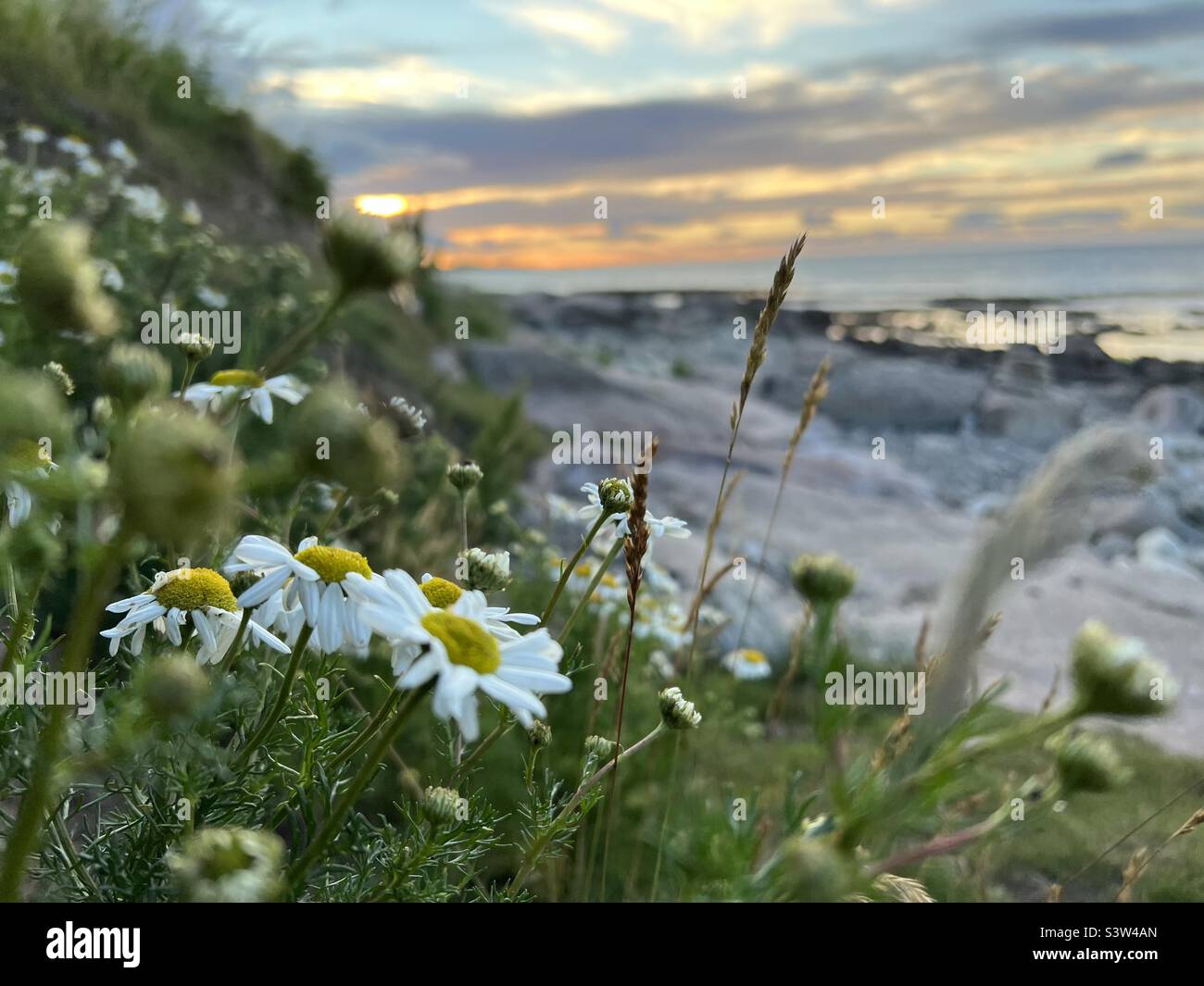Wildflowers outdoors hi-res stock photography and images - Alamy
