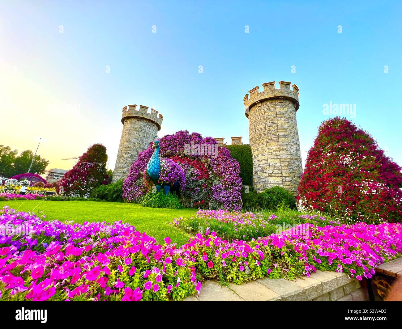 Peacock in palace Stock Photo