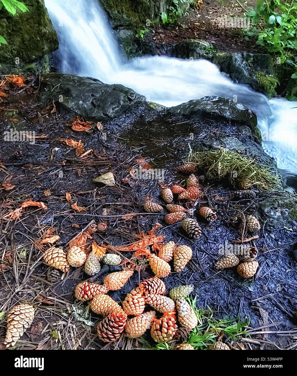 Pine cones by a stream in Peckham Rye park Stock Photo - Alamy