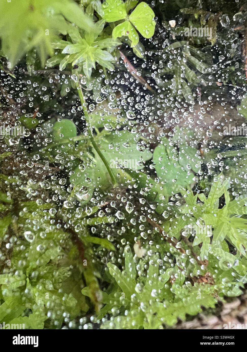 Makro shot of nature in woods, spider web after rain. Stock Photo