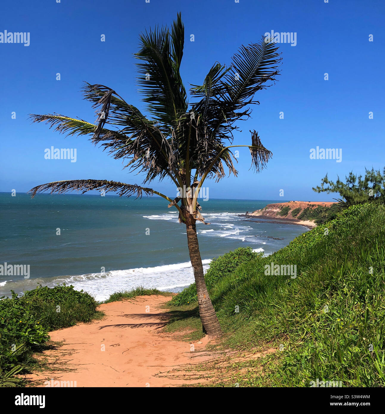 A lone palm tree on a path towards the beach. Stock Photo