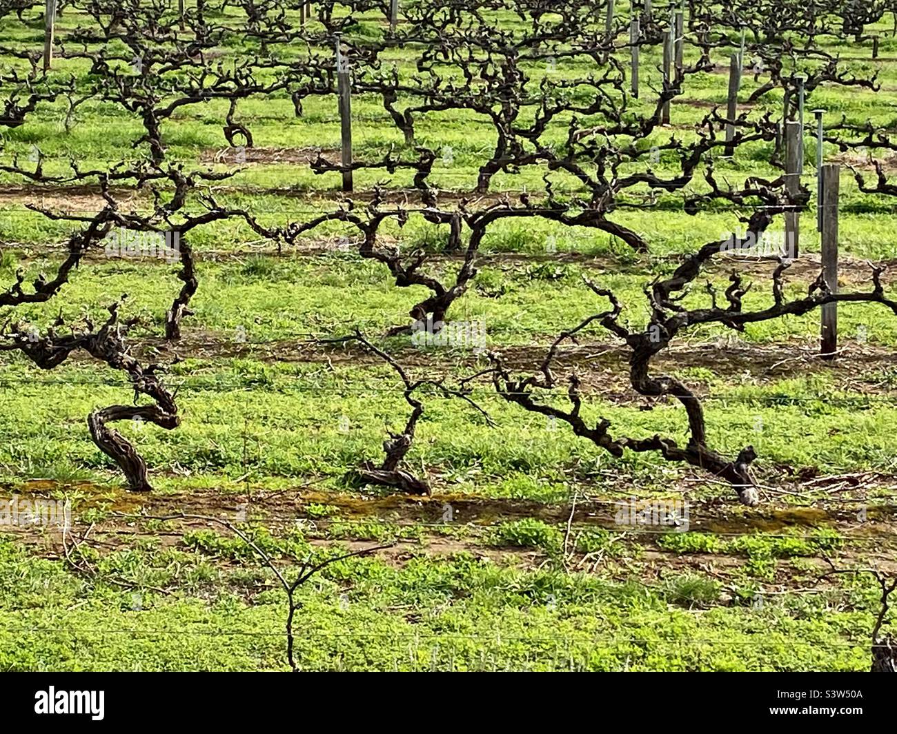 Winter Grape vines in vineyard in Adelaide, Australia - Smartphone Captured Stock Image