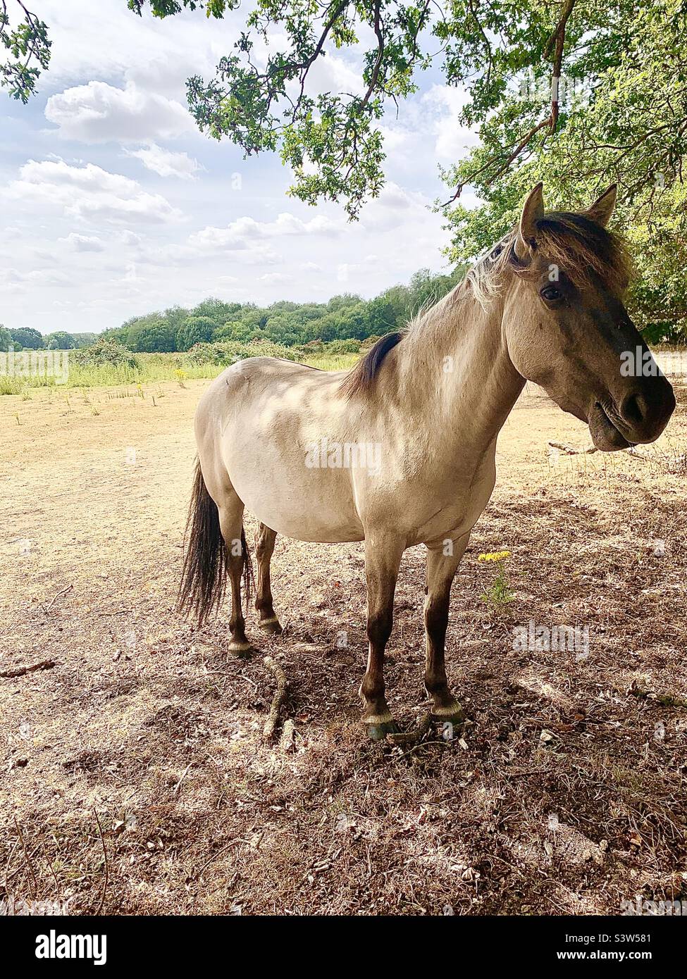 Konik pony in Redgrave and Lopham Fen, UK Stock Photo