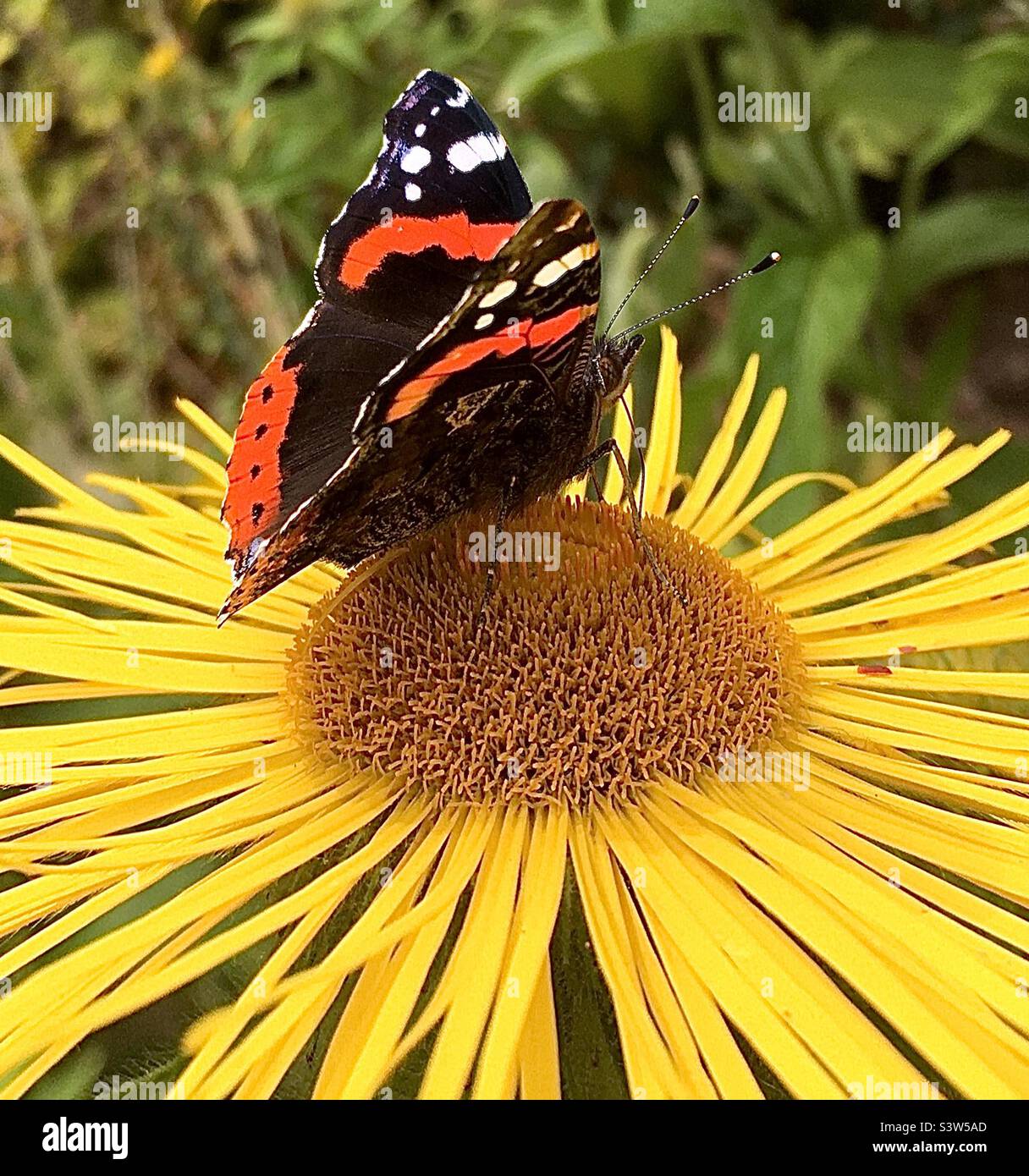 Butterfly, orange, black, yellow, golden, flower, green, nature Stock Photo