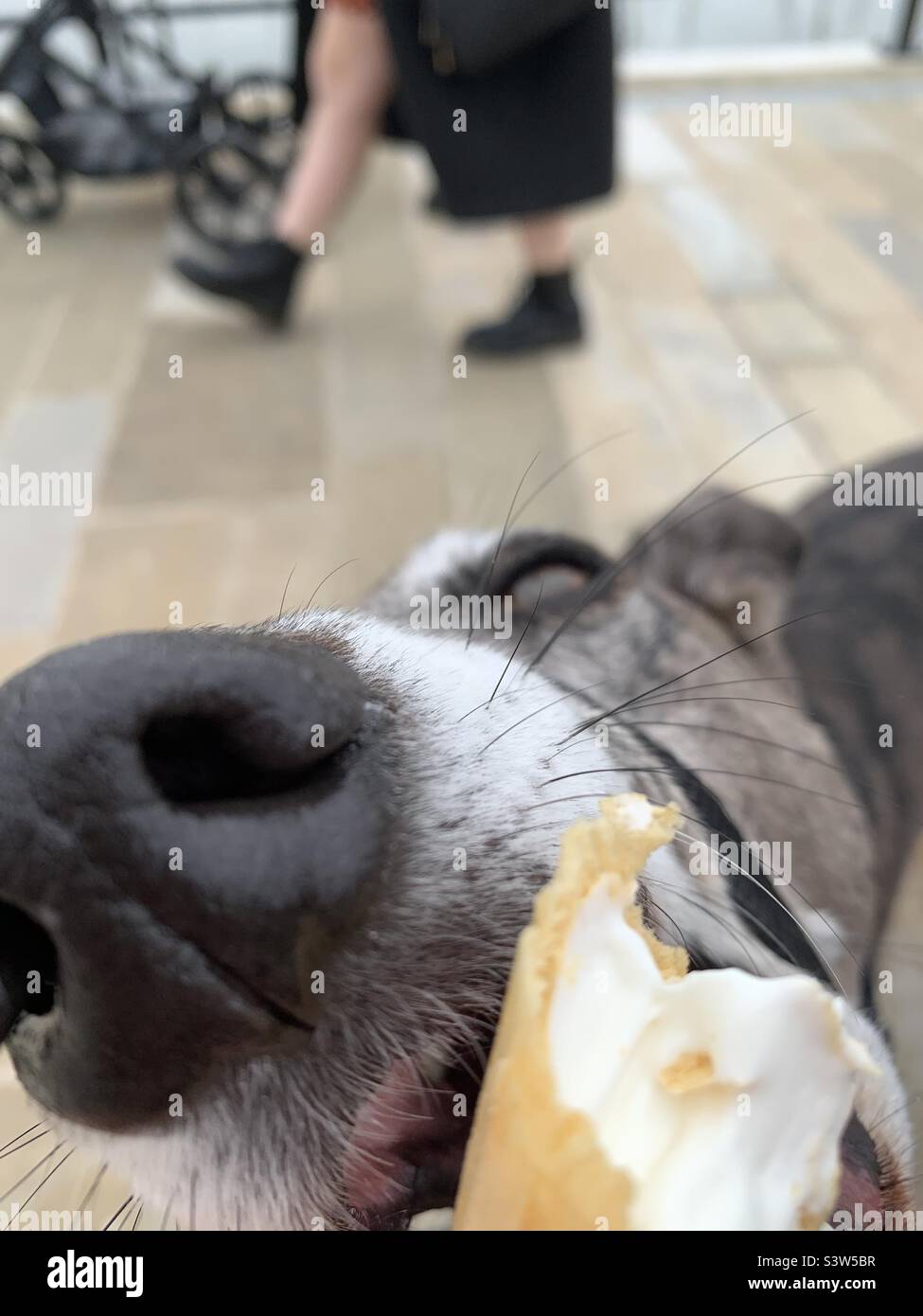 Dog eating an ice cream in the hot sunny weather Stock Photo