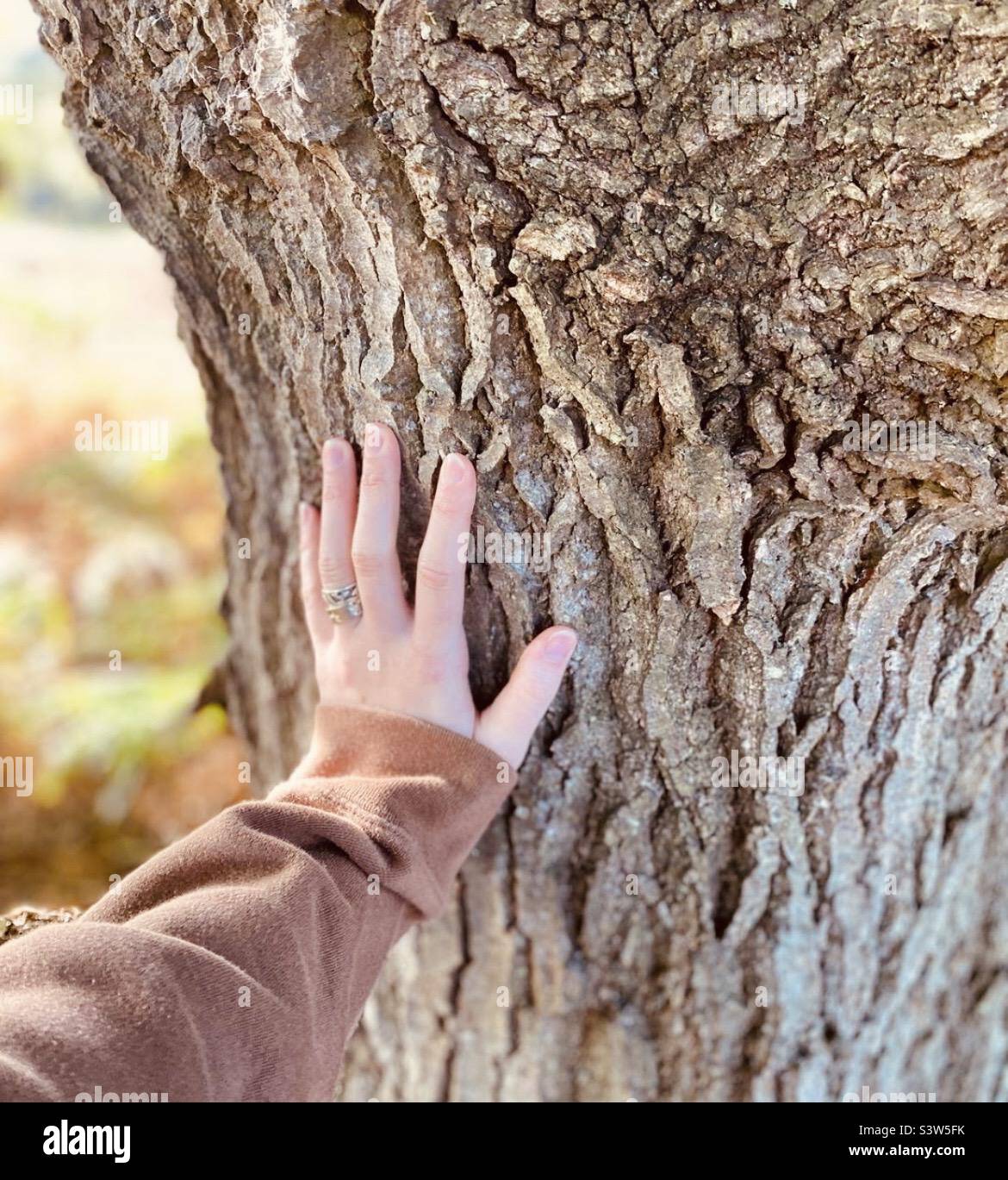 Connecting with nature. Woman’s hand touching a large tree trunk Stock