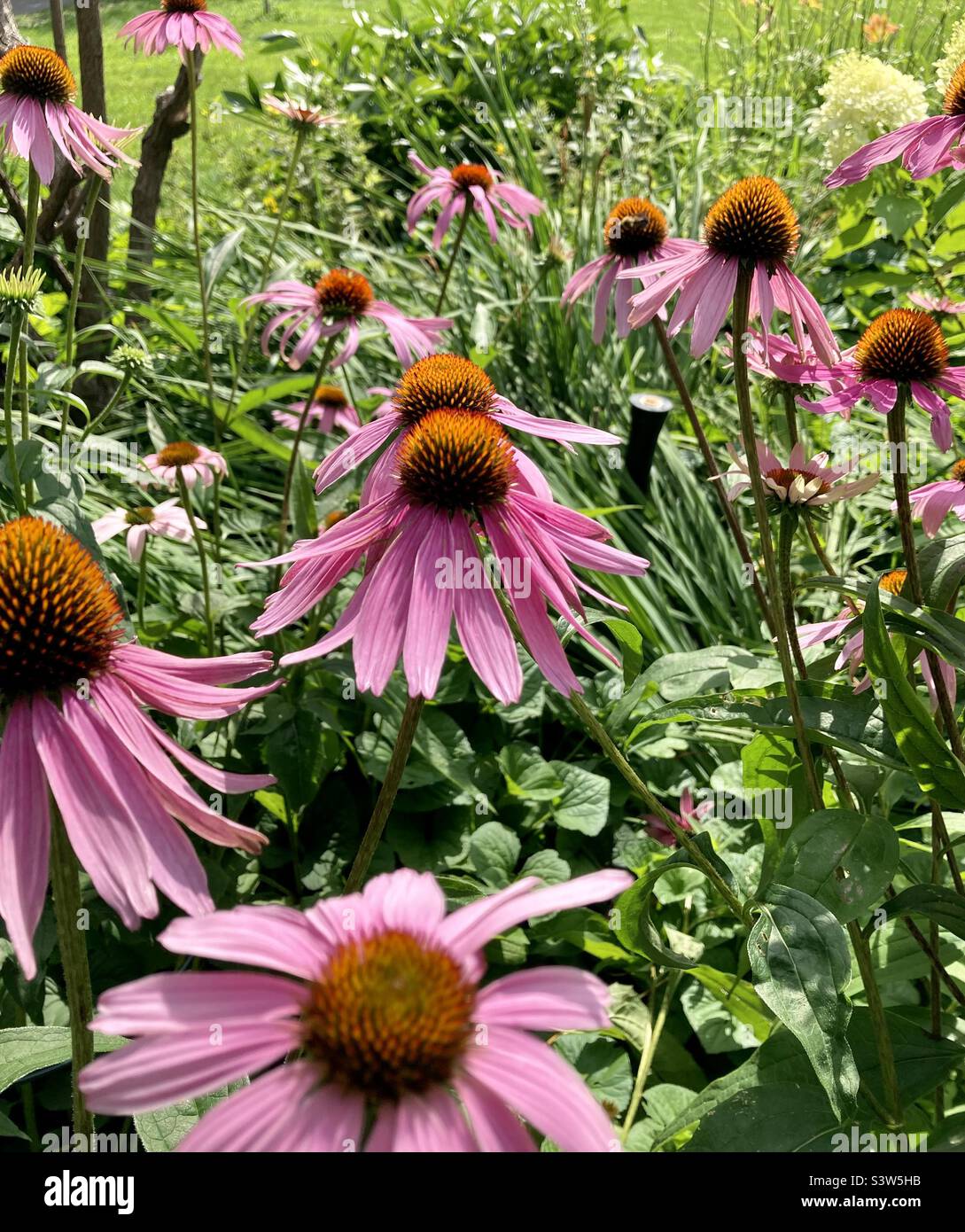 Purple coneflowers in full bloom Stock Photo Alamy