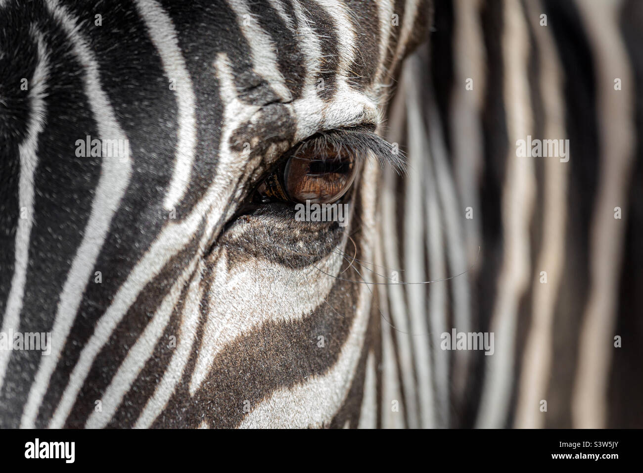 An eye of a zebra, abstract animal closeup portrait - Smartphone Captured Stock Image