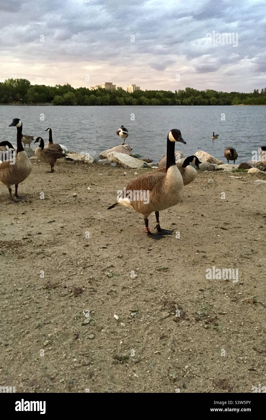 Canada geese at sunset Wascana Lake, Regina, Saskatchewan, Canada Stock Photo
