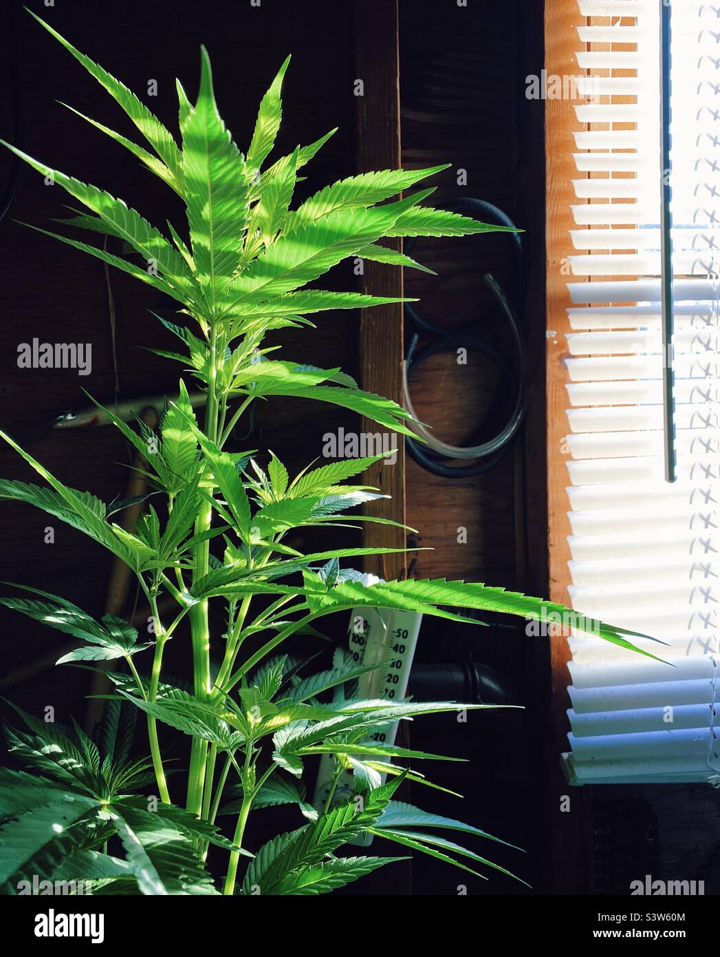 Male weed plant in early morning sun - Smartphone Captured Stock Image