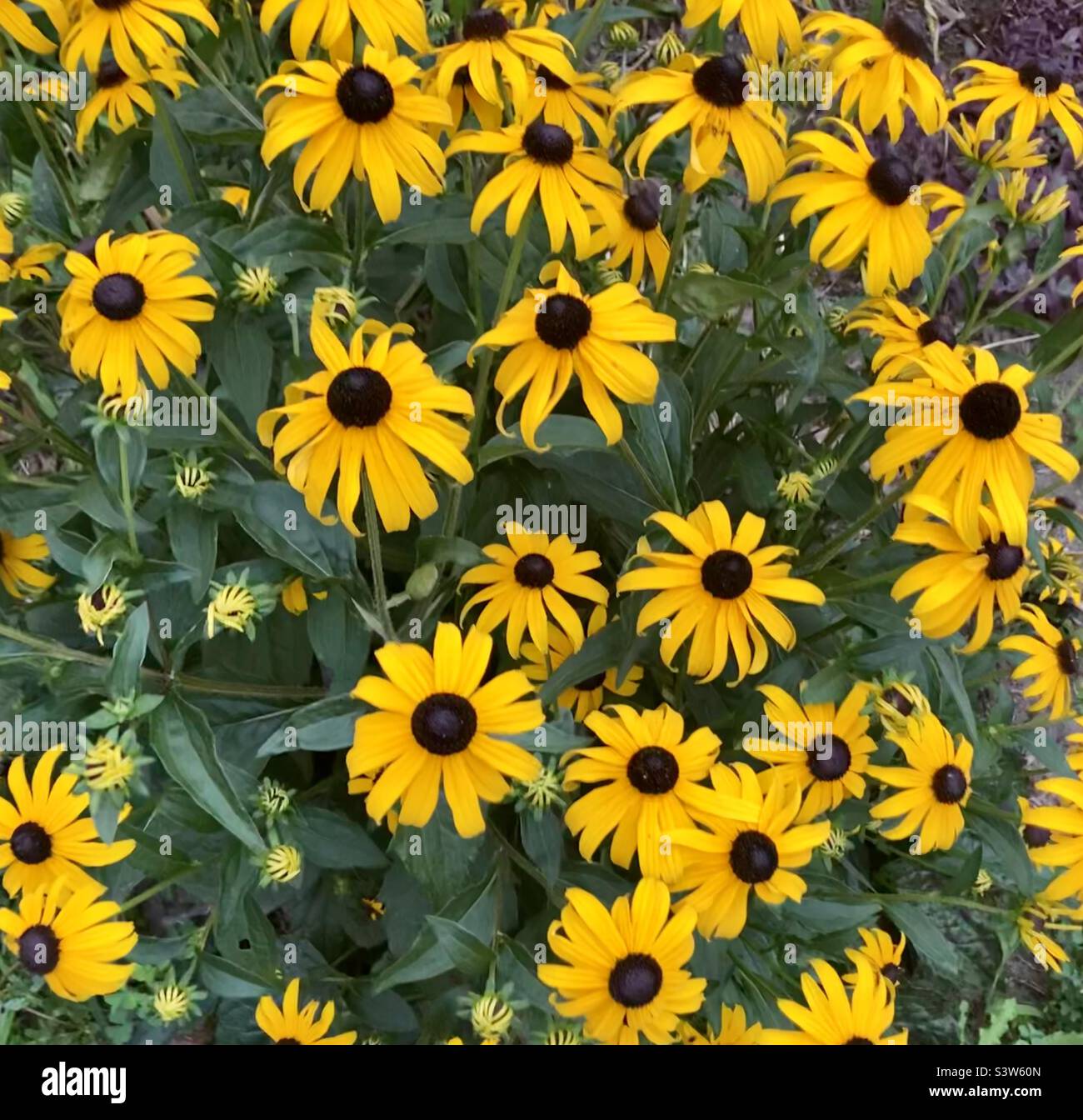 Black eyed Susans in full on summer bloom Stock Photo Alamy