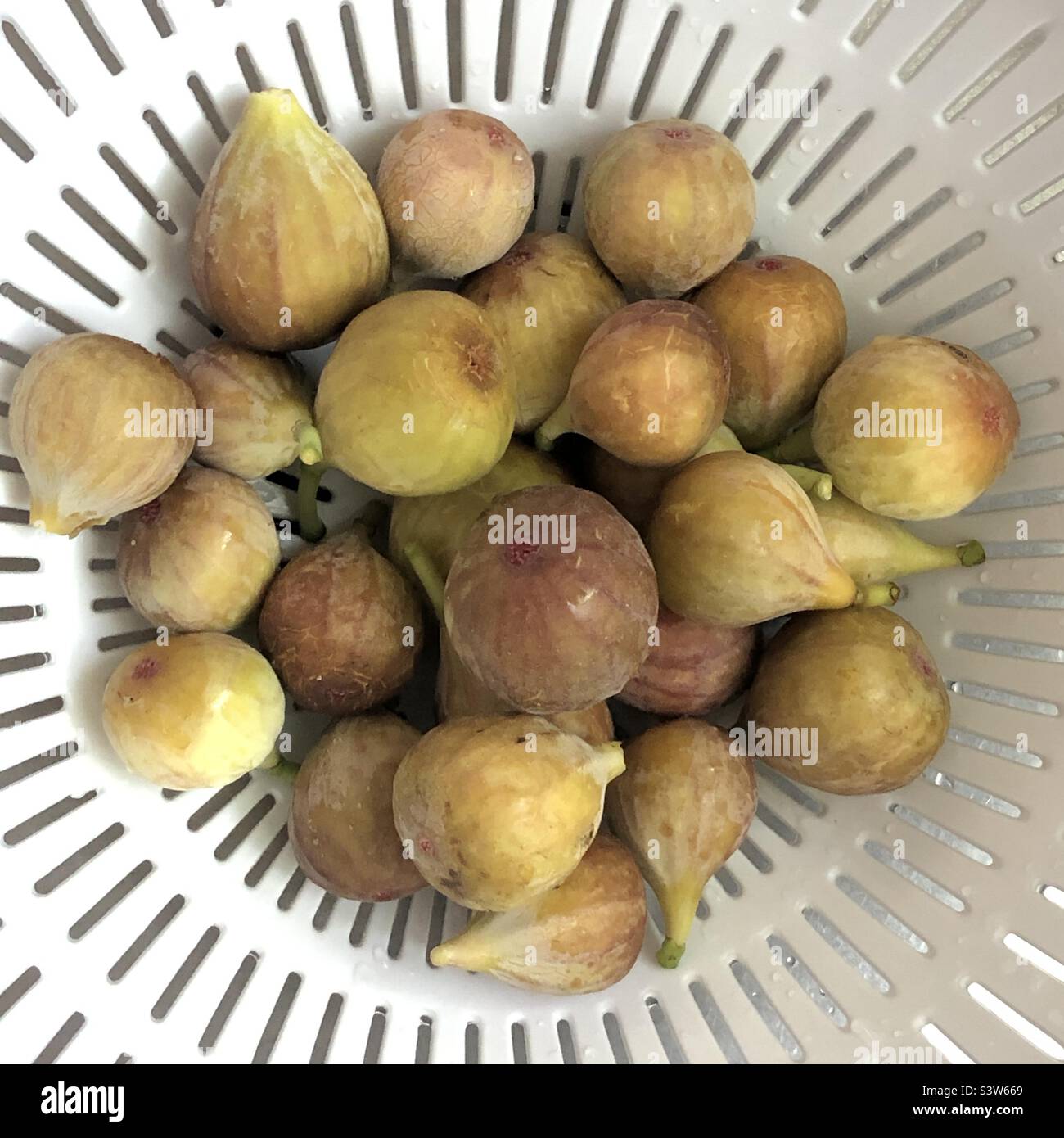 Homegrown fresh figs in a colander Stock Photo