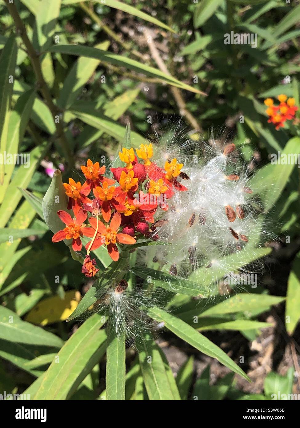 Seeds and flowers of tropical milkweed - host plant for the Monarch butterfly Stock Photo